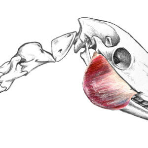 Pferdephysiotherapie Ausbildung