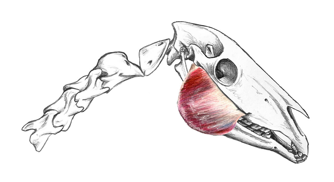 Pferdephysiotherapie Ausbildung