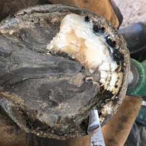 Hufpflege Fernkurs klassisch (bmg)