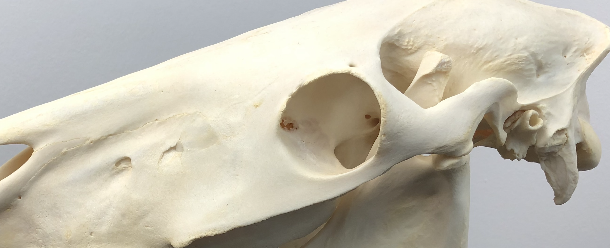 Pferdeosteopathie Ausbildung