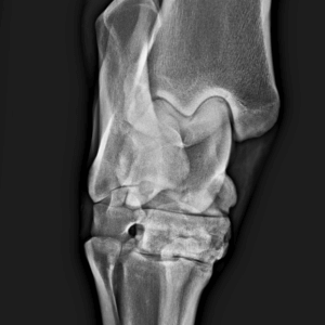 Therapeutischer Hufpfleger/Huftechniker