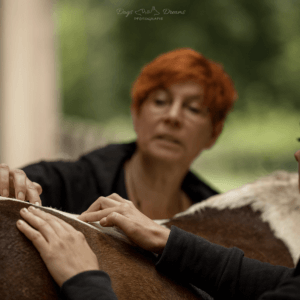 Pferdeakupressur Weiterbildung