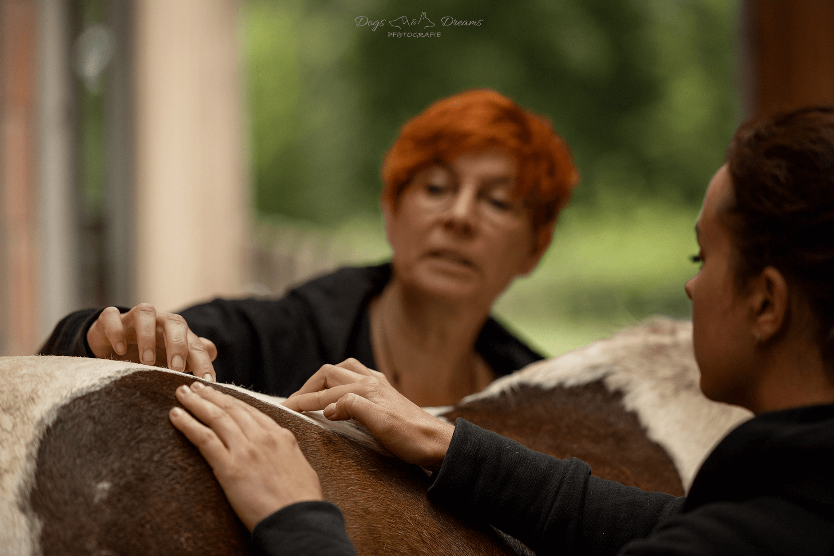 Pferdeakupressur Weiterbildung