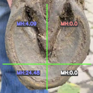 Hufpflege Fernkurs HufbearbeitungsApp (bmg) / Course Hoof Trimmer