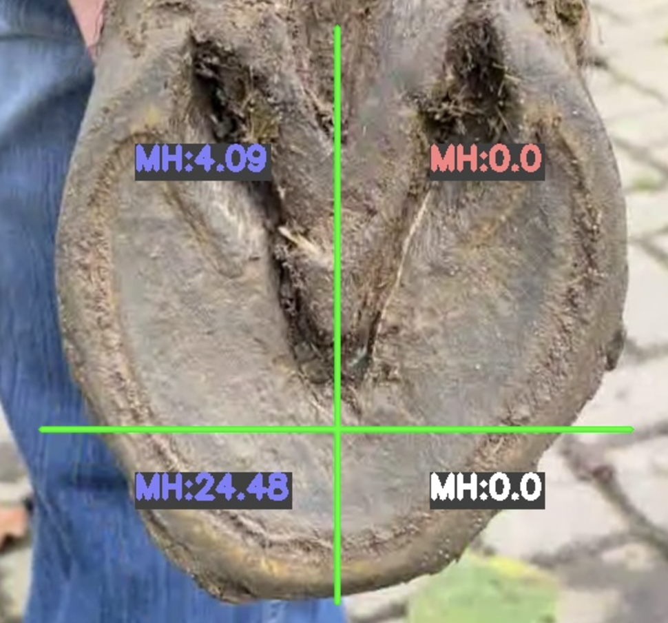 Hufpflege Fernkurs HufbearbeitungsApp (bmg) / Course Hoof Trimmer