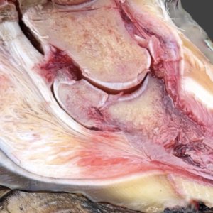 Hufrehe und Erste Hilfe Weiterbildung