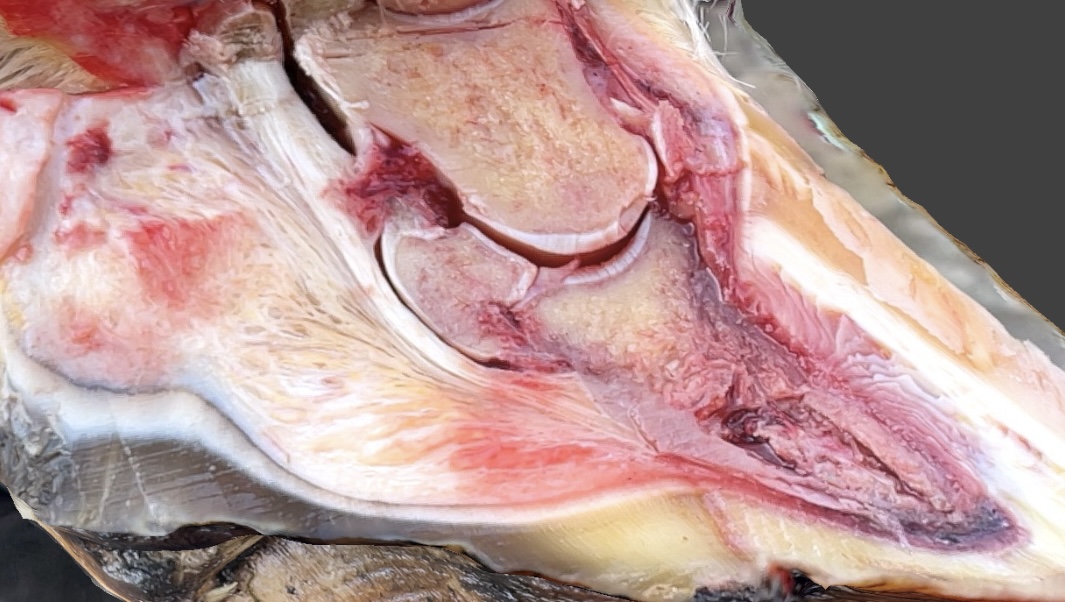 Hufrehe und Erste Hilfe Weiterbildung