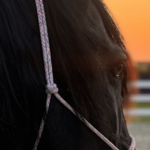 Pauschale Kurse D - Behördlich bewilligter Abschluss Hufpflege (CH)